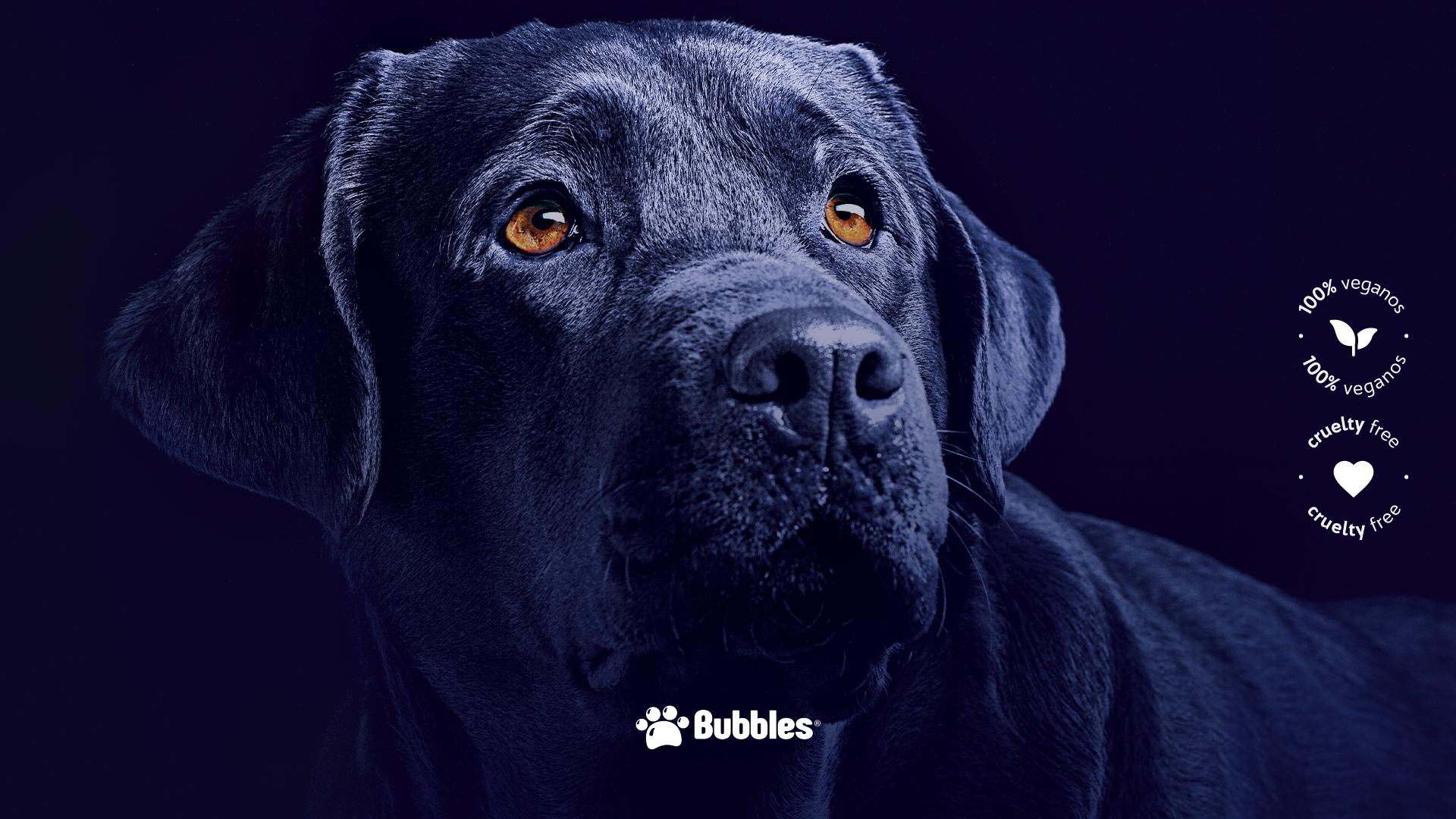 WALLPAPER - PET SOUTH (CACHORRO)