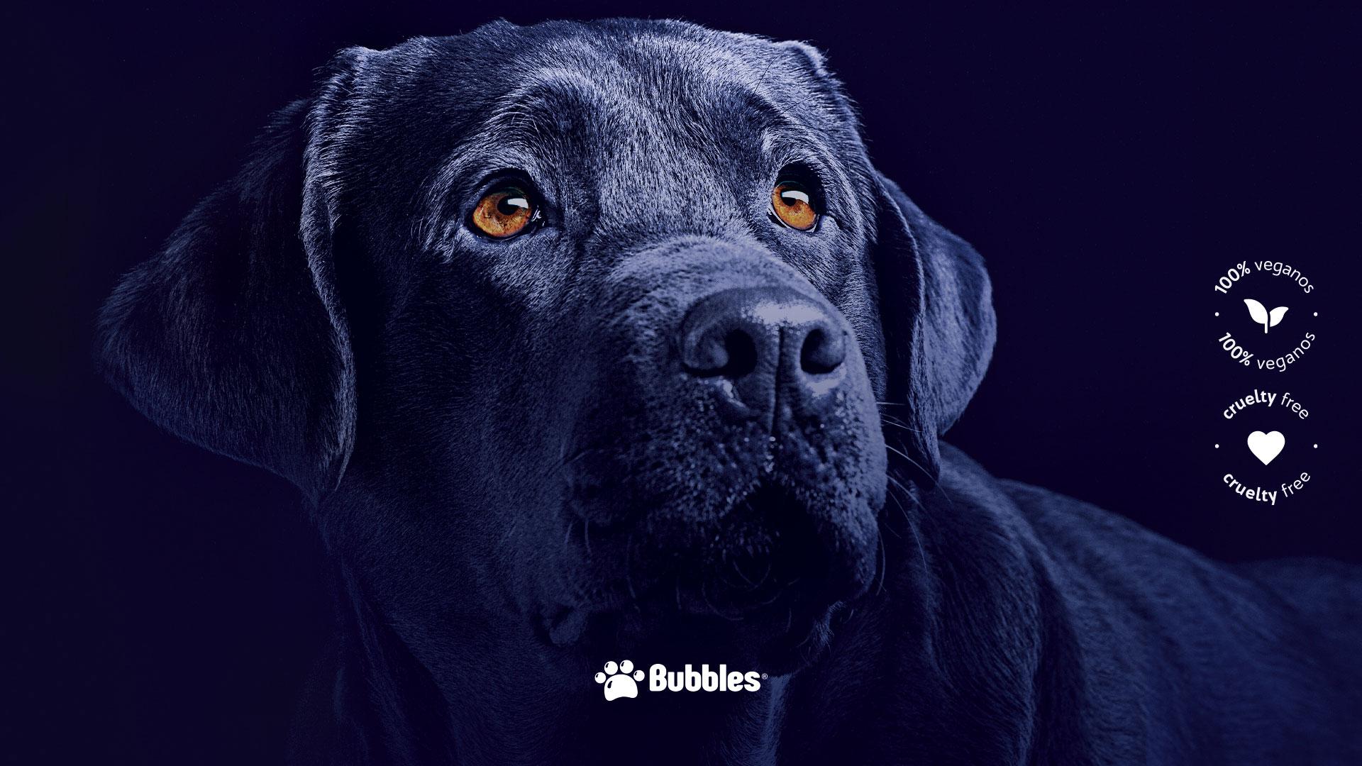 WALLPAPER - PET SOUTH (CACHORRO)