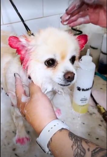 STORIES - COMO APLICAR PRODUTO NA CABEÇA DO PET
