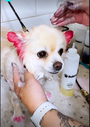 STORIES - COMO APLICAR PRODUTO NA CABEÇA DO PET