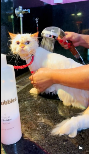 REELS - DIA DO GATO