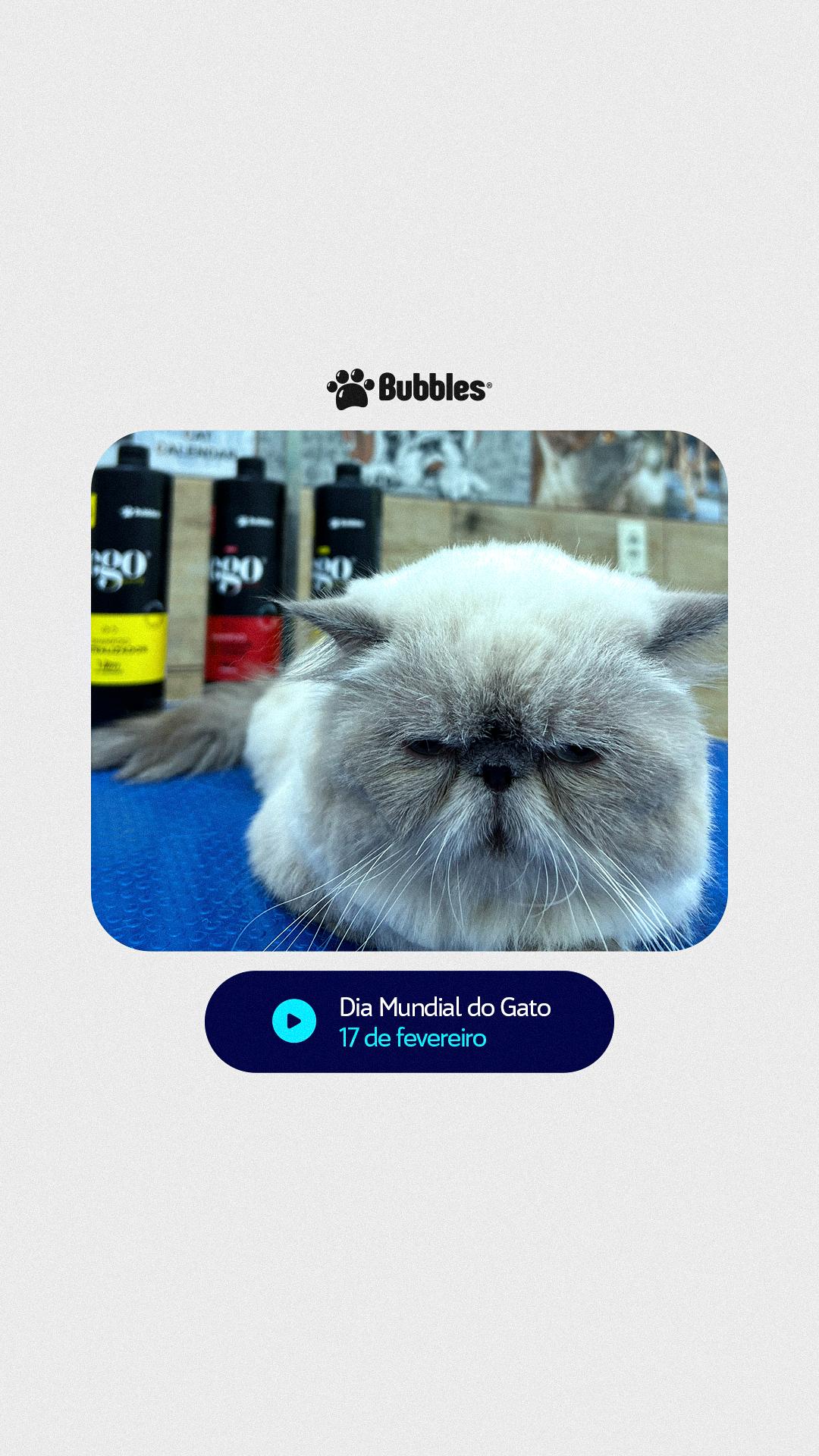 REELS - DIA MUNDIAL DO GATO (17/02)