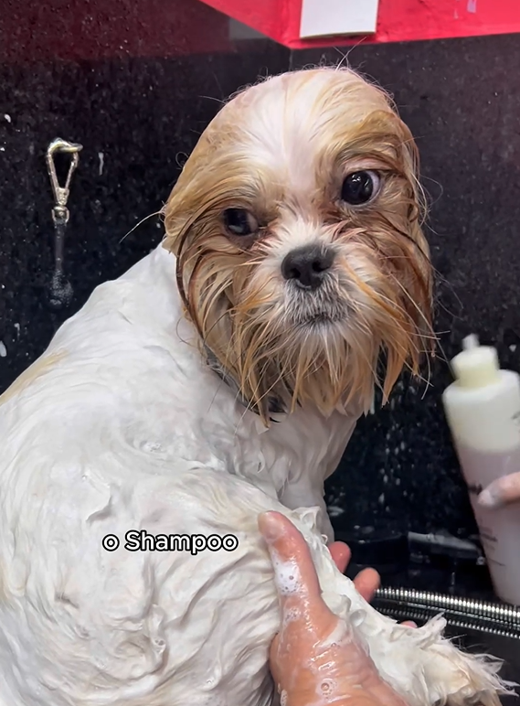 REELS INSTA/FACE: SHAMPOO NEUTRO