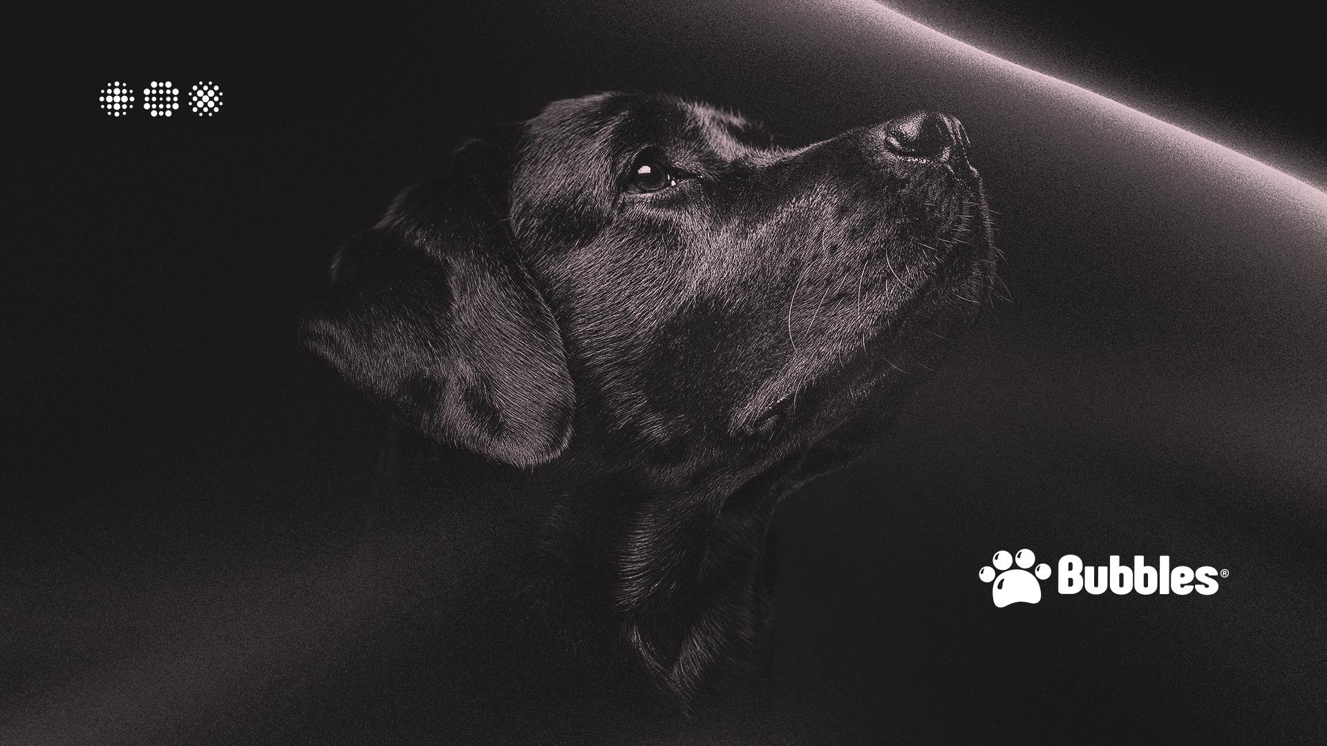 PAPEL DE PAREDE - CACHORRO