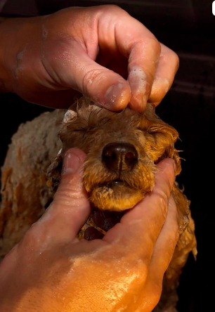 REELS INSTA/FACE: SENSORIAL XPERIENCE FONDUE DE CHOCOLATE